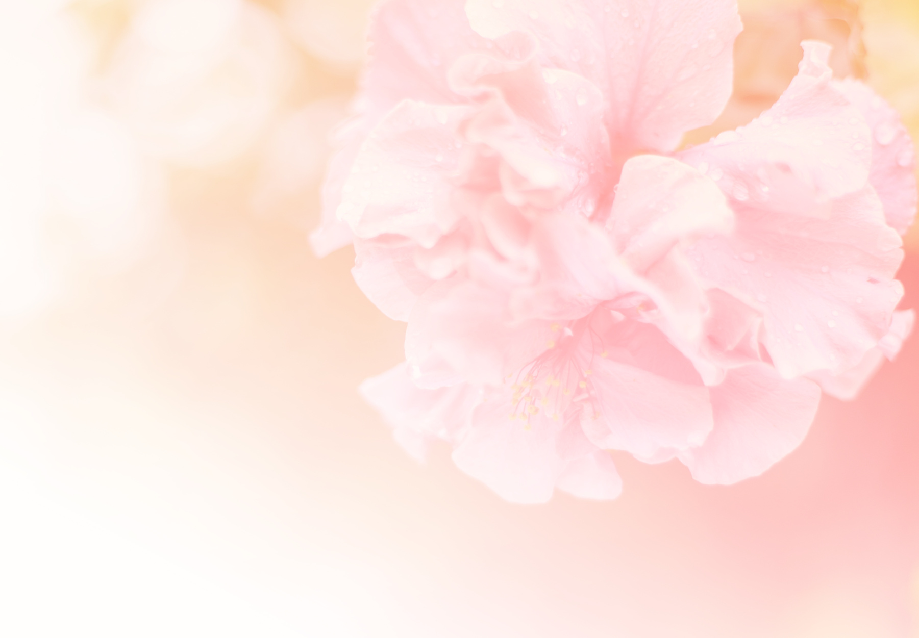 Beautiful flower background